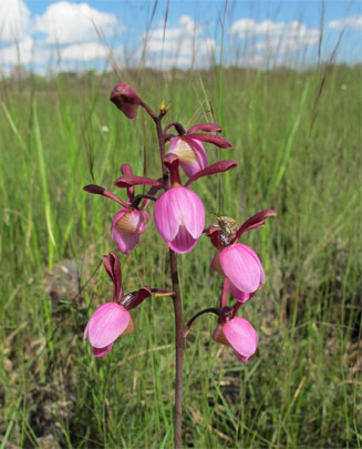 Eulophia coeloglossa