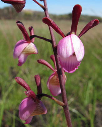 Eulophia coeloglossa