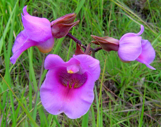Eulophia cucullata