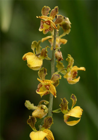Eulophia fridericii 