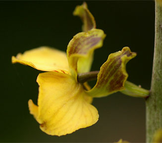 Eulophia fridericii 