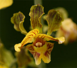 Eulophia fridericii 
