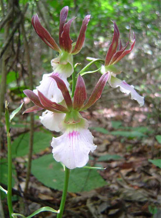 Eulophia guineensis