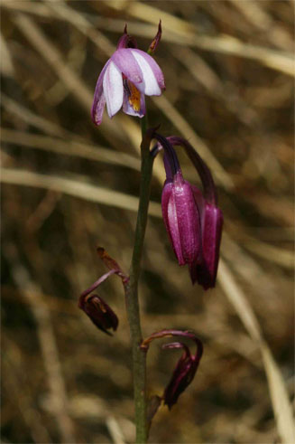 Eulophia hians