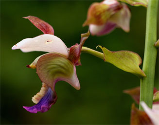 Eulophia horsfallii 