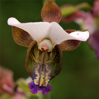 Eulophia horsfallii 