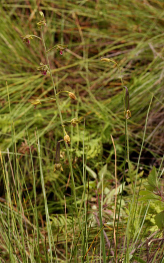 Eulophia kyimbilae 