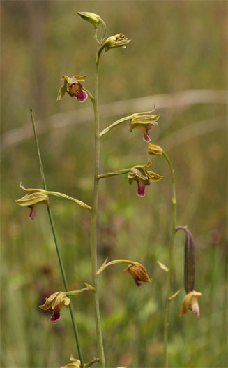 Eulophia kyimbilae 