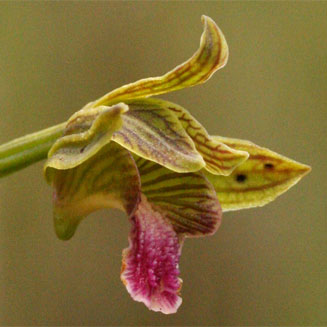 Eulophia kyimbilae 