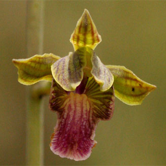 Eulophia kyimbilae 