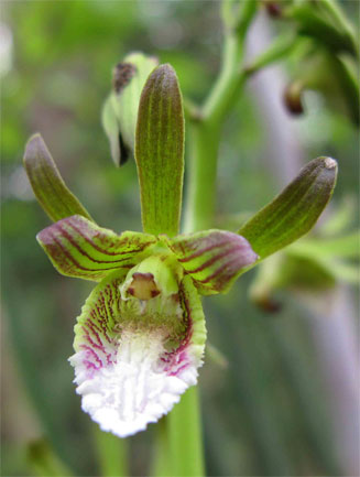Eulophia leachii