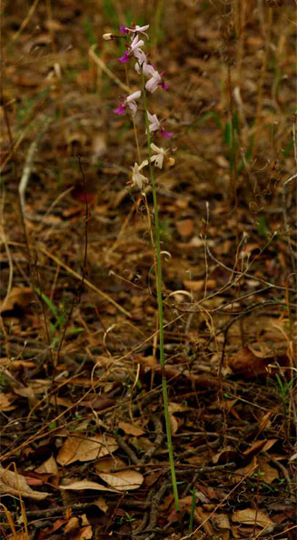 Eulophia livingstoniana 