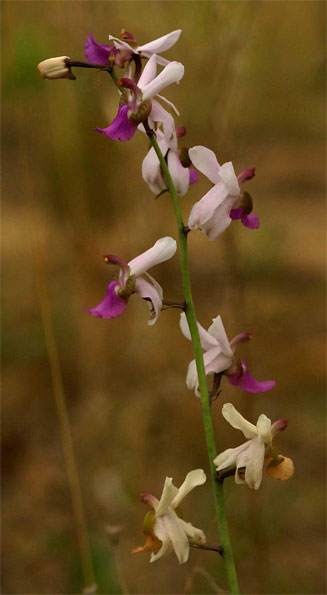 Eulophia livingstoniana 