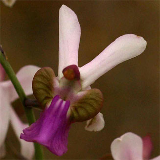 Eulophia livingstoniana 