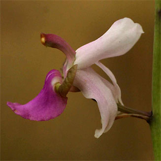 Eulophia livingstoniana 
