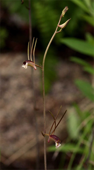 Eulophia longisepala