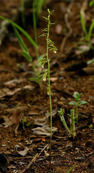 Eulophia norlindhii