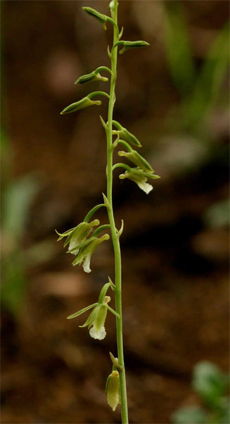 Eulophia norlindhii