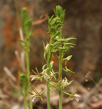 Eulophia nyasae