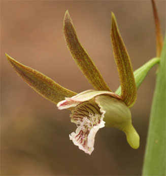 Eulophia nyasae