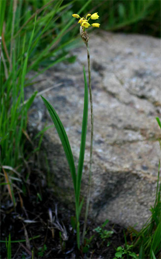 Eulophia odontoglossa 