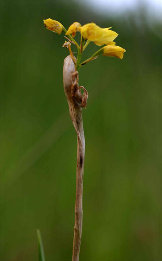 Eulophia odontoglossa 