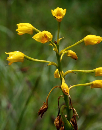 Eulophia odontoglossa 