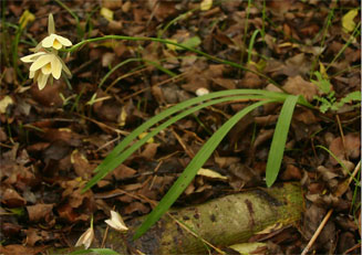 Eulophia ovalis 