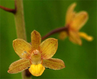 Eulophia parviflora 