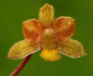 Eulophia parviflora 