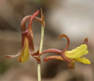 Eulophia penduliflora
