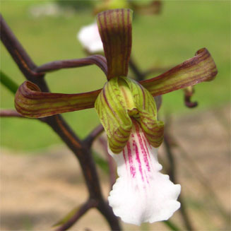 Eulophia petersii 