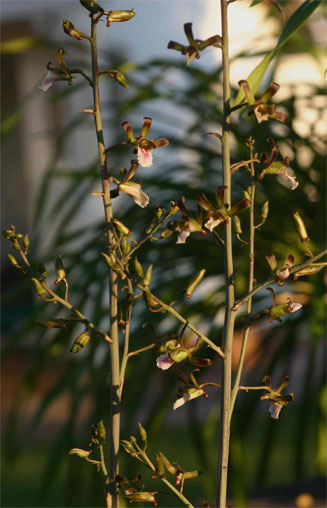 Eulophia petersii 