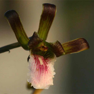 Eulophia petersii 