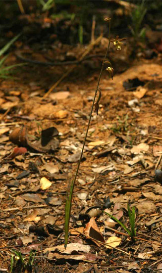 Eulophia rolfeana