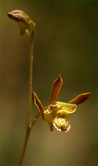 Eulophia rolfeana