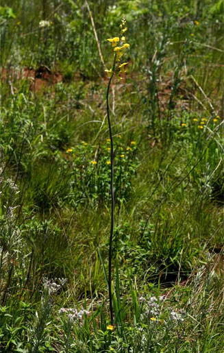 Eulophia speciosa 