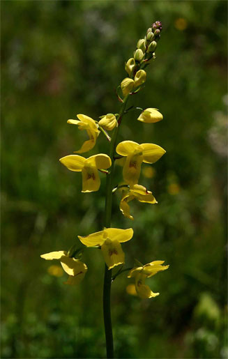 Eulophia speciosa 