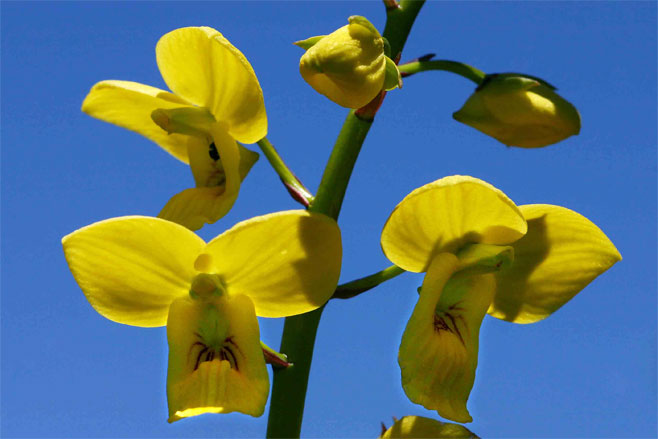 Eulophia speciosa 