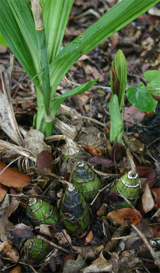 Eulophia streptopetala