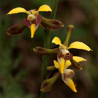 Eulophia streptopetala