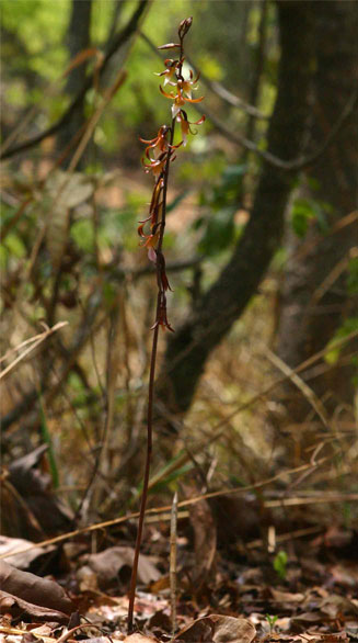 Eulophia subsaprophytica