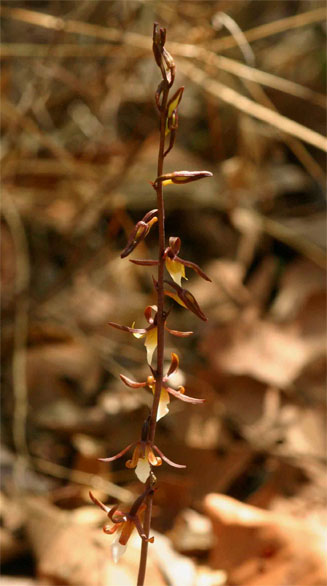 Eulophia subsaprophytica