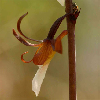Eulophia subsaprophytica