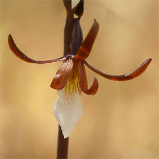 Eulophia subsaprophytica