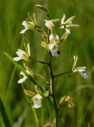 Eulophia tanganyikensis