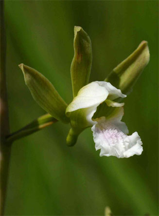 Eulophia tanganyikensis