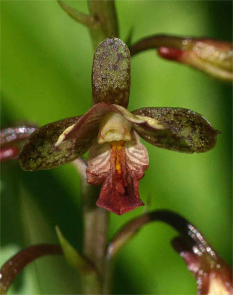 Eulophia tenella
