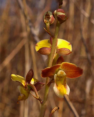 Eulophia tenella