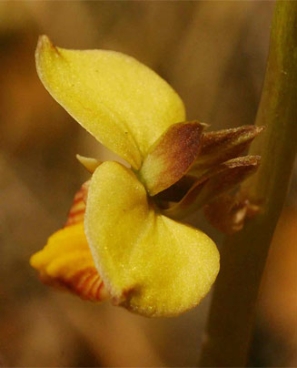 Eulophia tenella